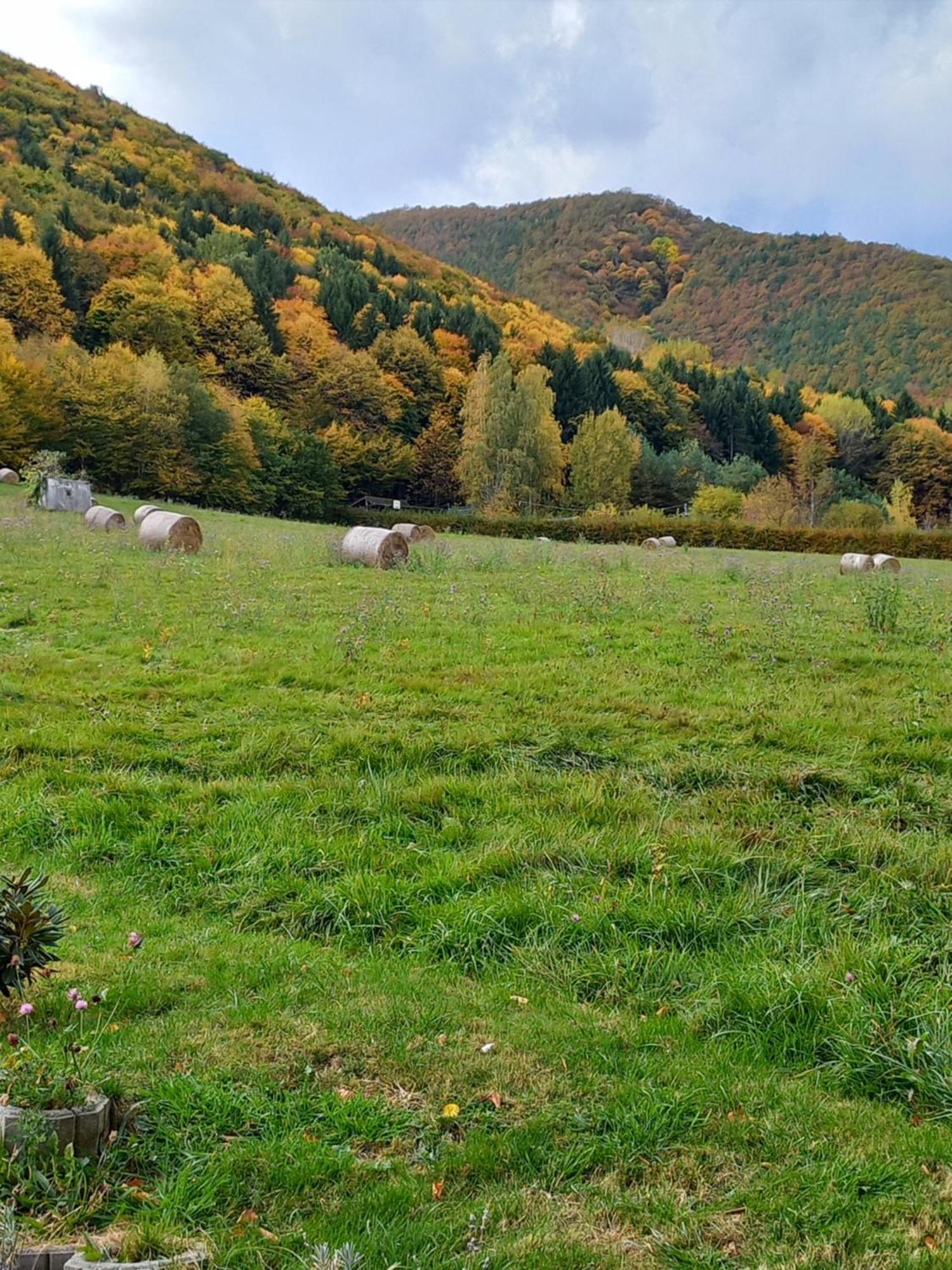 Pensiunea Natura Sadu Sibiu Luaran gambar